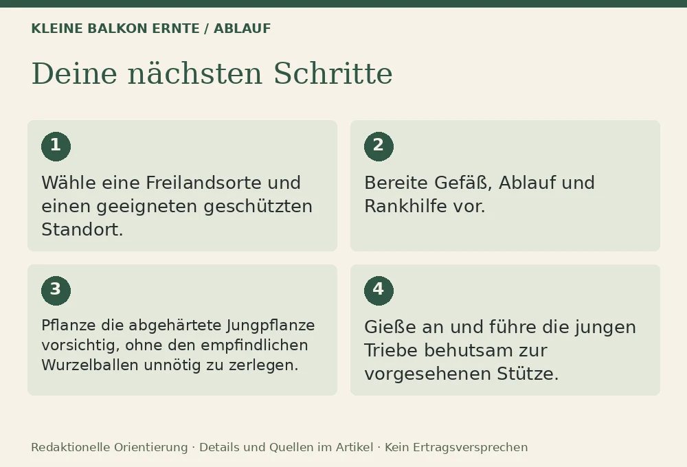 Gurken im Kübel anbauen: Ablauf