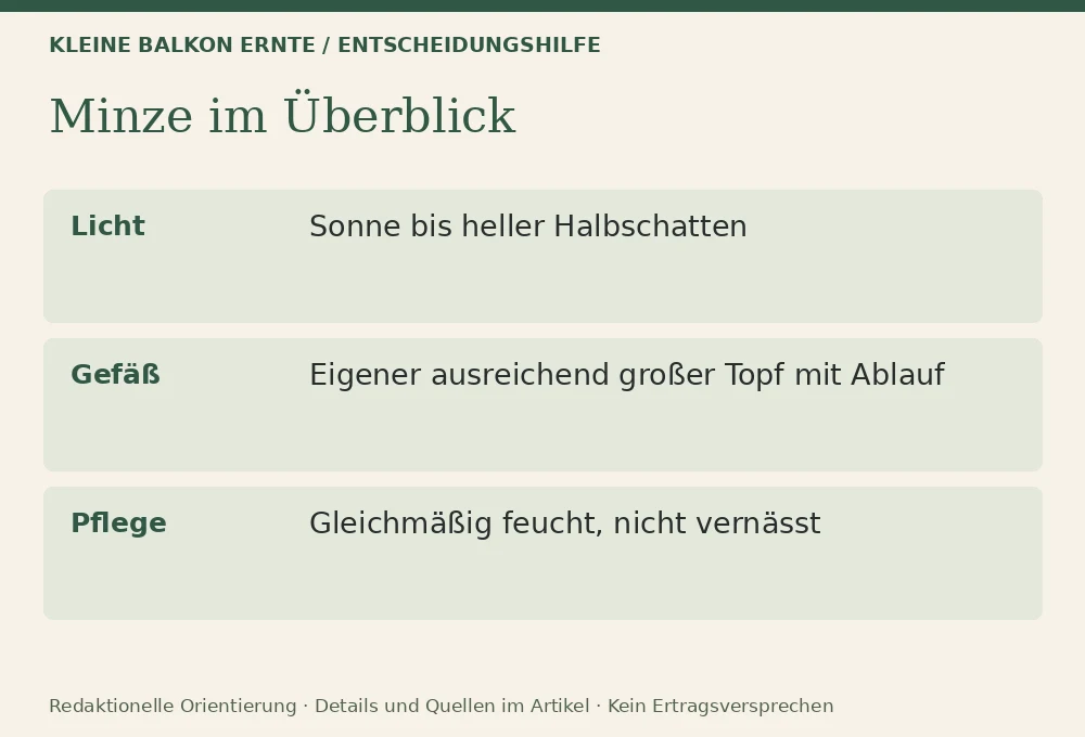 Minze im Topf richtig anbauen: Entscheidungshilfe