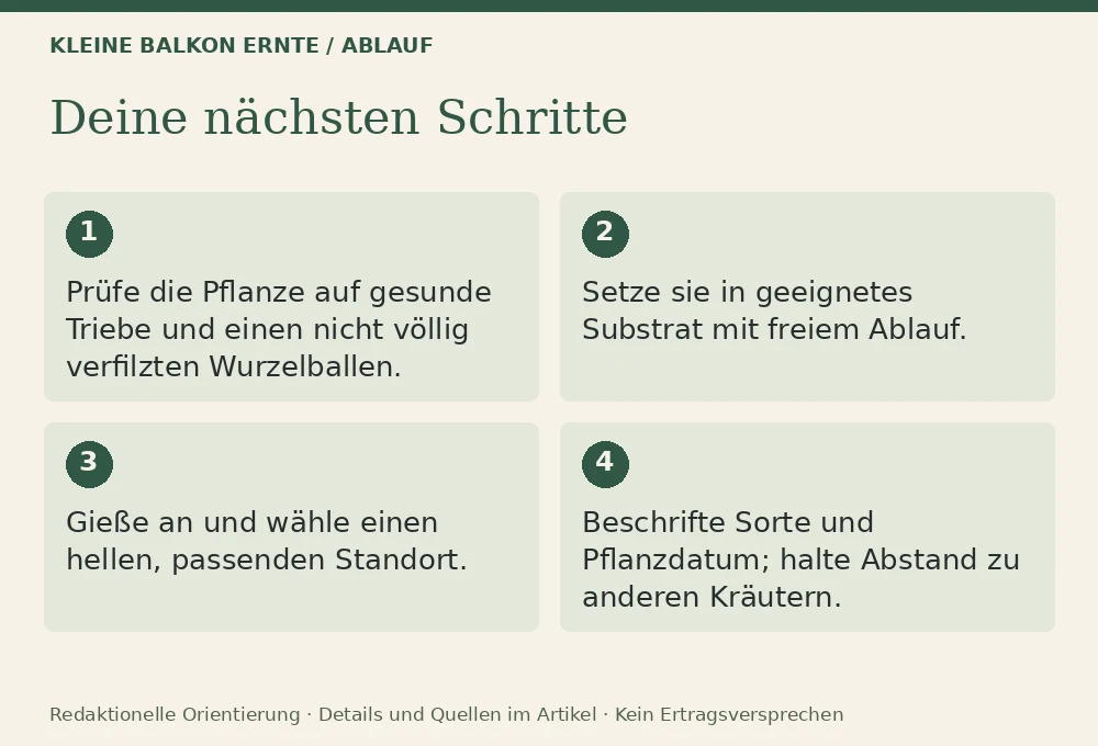 Minze im Topf richtig anbauen: Ablauf