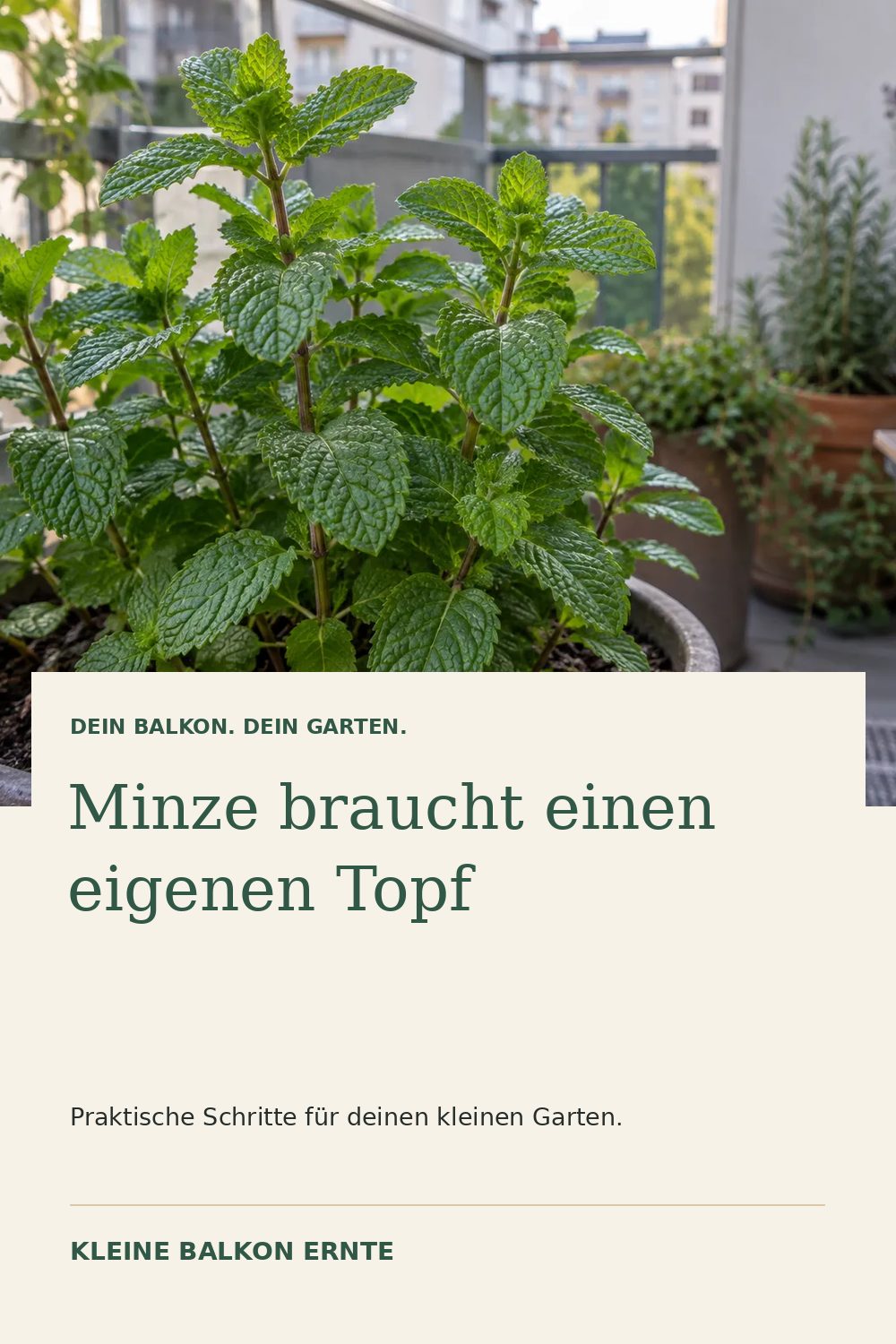 Pinterest-Grafik: Minze im Topf richtig anbauen – Variante 1